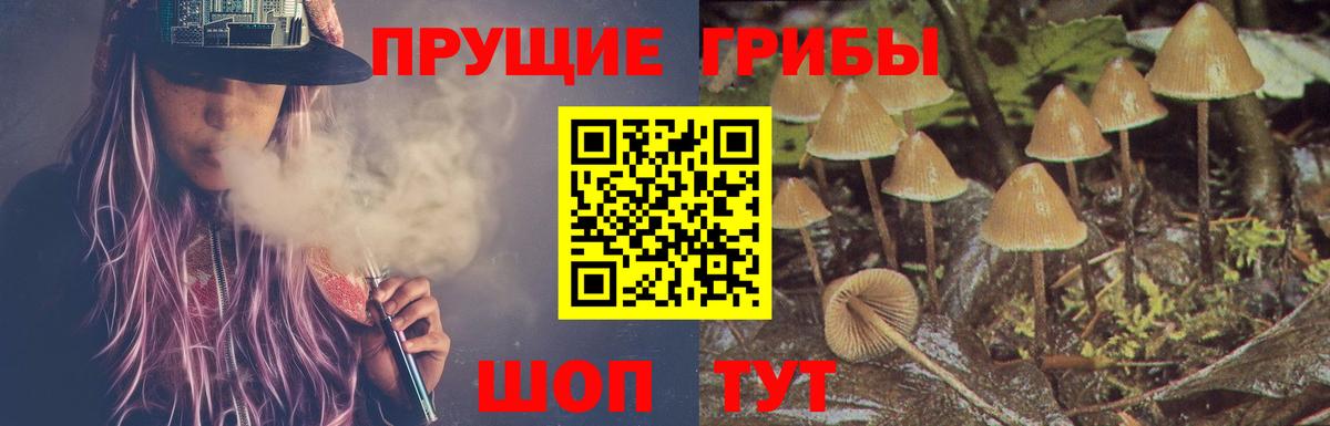 Отрадное  Псилоцибиновые грибы Cubensis  цены   Вход с VPN 